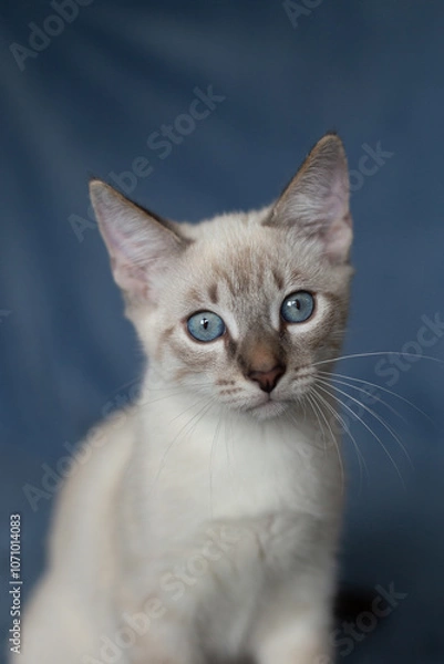 Obraz Thai kitten on a blue background