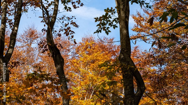 Obraz 秋真っ盛りの森の中、自然の額縁から空を臨む