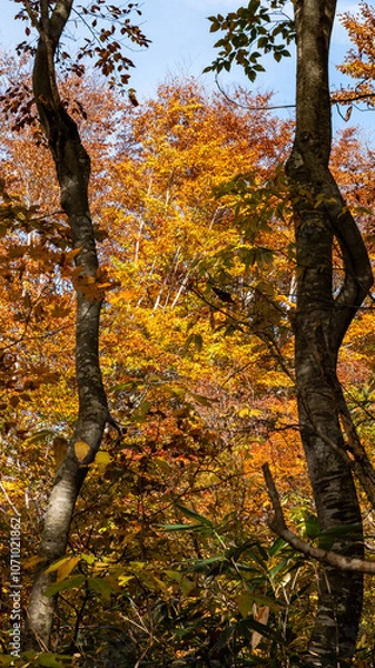 Obraz 秋真っ盛りの森の中、自然の額縁から空を臨む