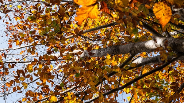 Obraz 秋の森の中で見上げた紅葉