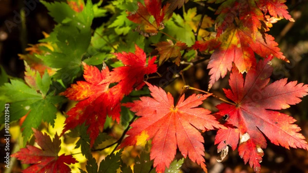 Obraz 紅葉したもみじ