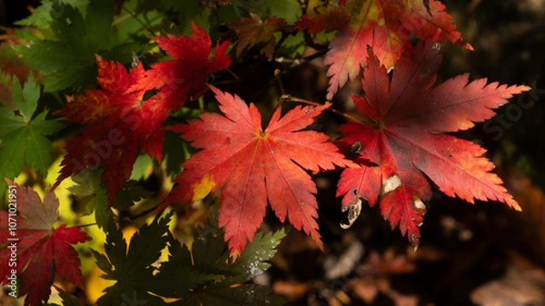 Obraz 紅葉したもみじ