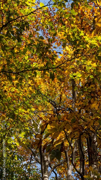 Obraz 秋の森の中で見上げた紅葉