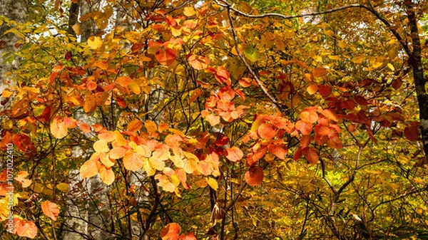 Obraz 秋の森の中で見上げた紅葉