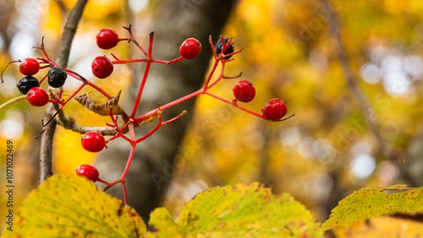 Obraz 晩秋のハイキングで見られた赤い実の木