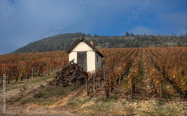 Obraz A pile of grubbed up vines from the previous season outside a small vineyard hut