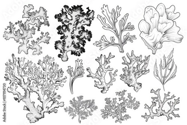 Fototapeta Coloring book illustration of various types of lichen including reindeer lichen oakmoss and leafy varieties