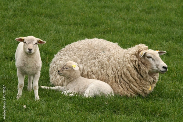 Obraz Two lambs and mother sheep