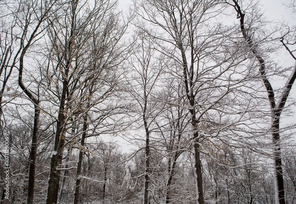 Fototapeta trees covered with snow in winter during the snow storm