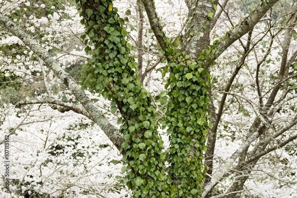 Obraz 桜の木とツタ