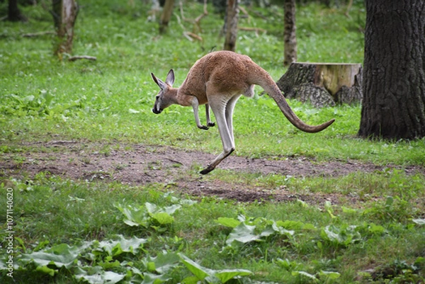 Obraz Jumping red kangaroo