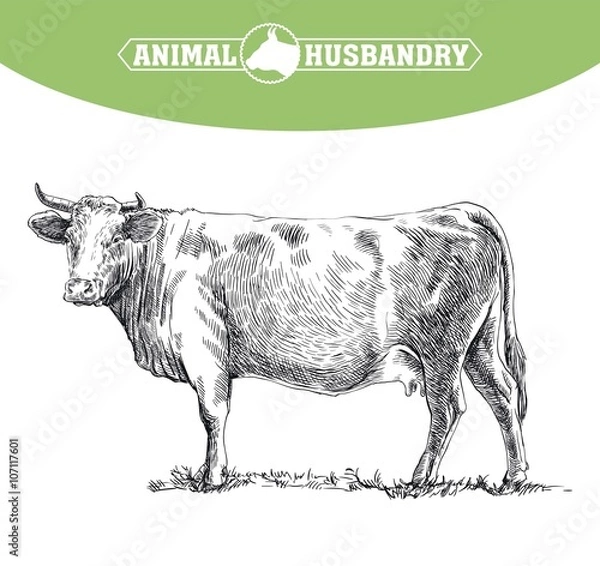 Obraz cow. grazing cattle