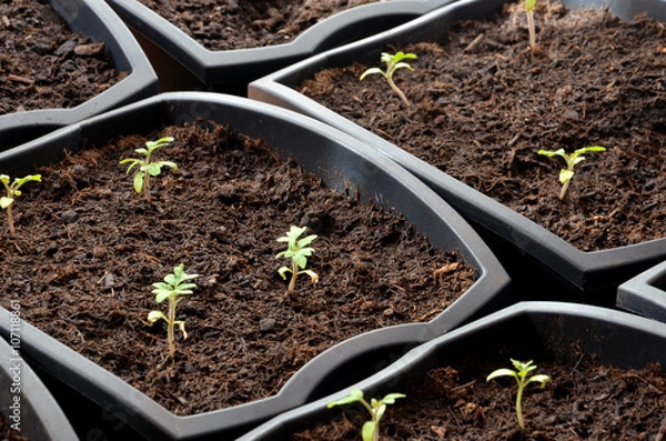 Fototapeta Close view at tiny tomato seedlings planted in flower pots