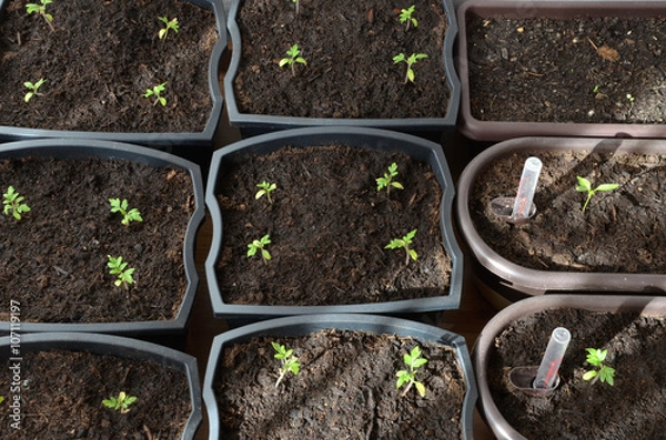 Fototapeta Pepper and tomato seedlings in pots on flat floor, closeup