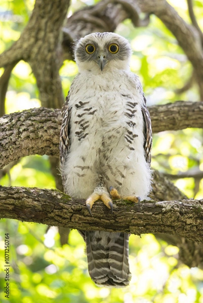 Obraz Powerful Owl Chick