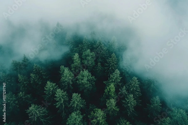 Obraz Aerial drone forest survey photograph, top down bird's eye view, woodland trees background, surveying landscape trees