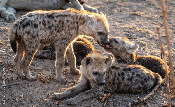 Fototapeta The spotted hyena is a highly successful animal, being the most common large carnivore in Africa. Its success is due in part to its adaptability and opportunism; it is primarily a hunter but may also 