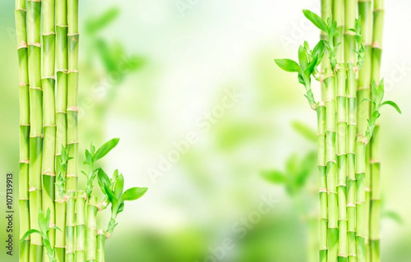 Fototapeta green bamboo stems