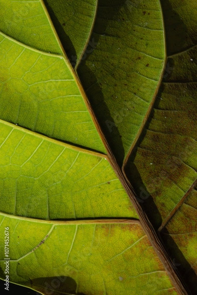 Obraz green leaf texture