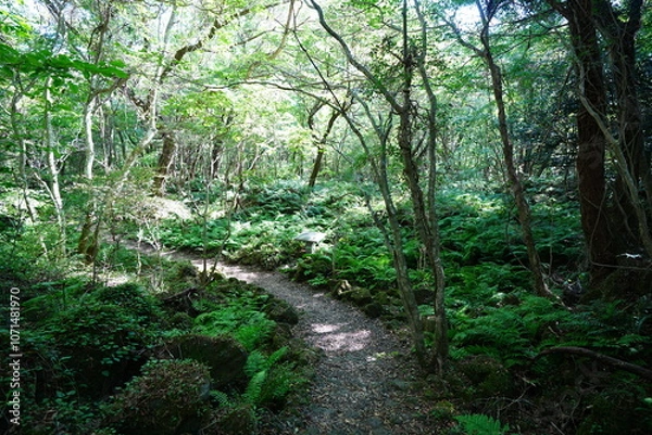 Fototapeta refreshing autumn forest and fine path in the gleaming sunlight