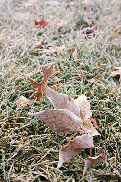 Obraz Frosted leaves in the grass