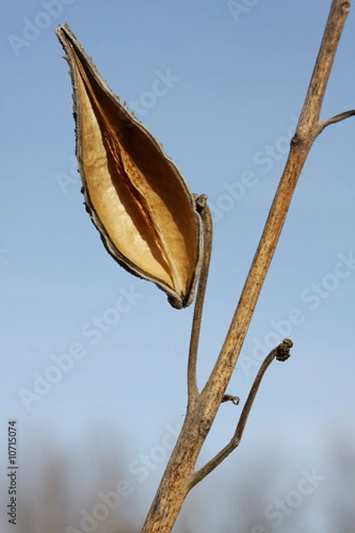 Obraz Winter Pod