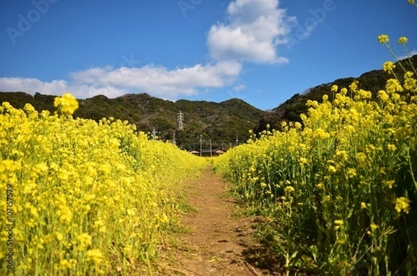 Fototapeta 菜の花