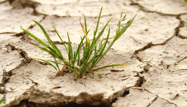 Obraz gras trochene pfütze