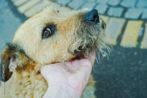 Fototapeta Close up first person, portrait of happy stray dog.