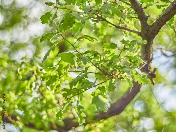 Fototapeta oak leaves
