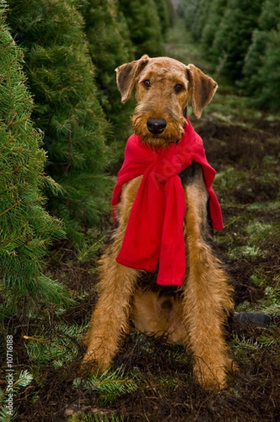 Obraz Dog sitting in Christmas tree field