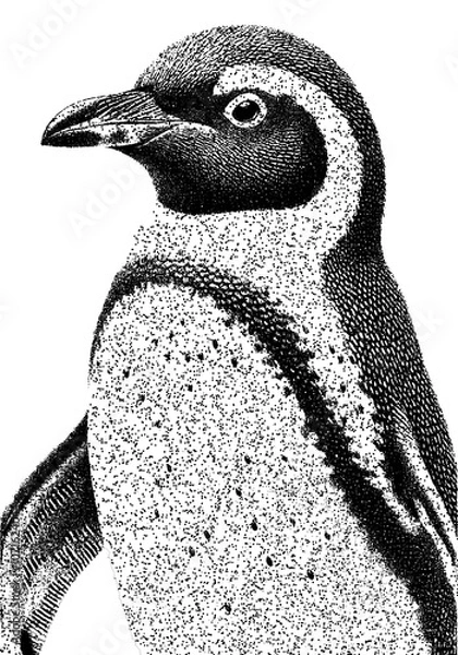 Obraz Detailed Stippled Dotwork Penguin Illustration with Textured Feathers with clipping path.