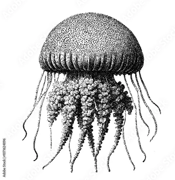 Obraz Intricate Stippled Dotwork Jellyfish Illustration with Flowing Tentacles with clipping path.