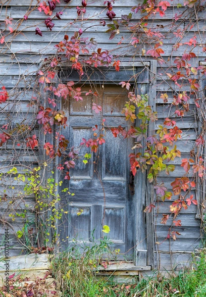 Fototapeta Old rustic window with vines in fall colors