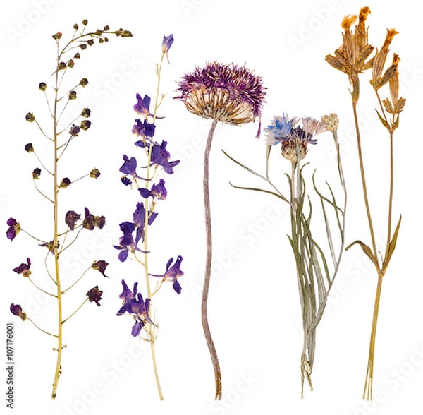 Obraz Set of wild flowers pressed