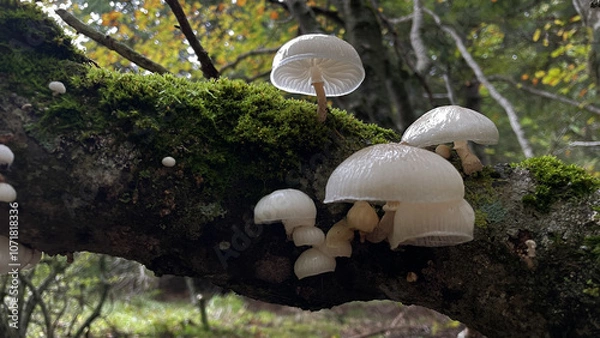 Obraz Mushrooms Porcelain mushroom Oudemansiella Mucida Forest mushrooms