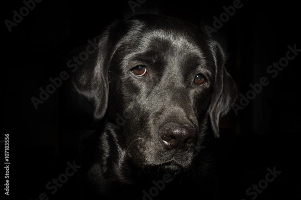 Obraz Head of black Labrador Retriever on the black background