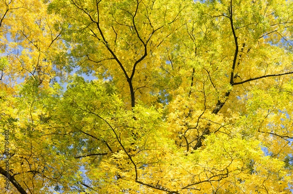 Fototapeta Bitter nut leaves.