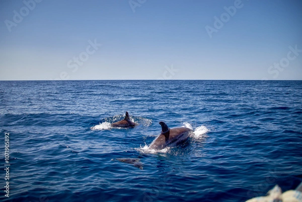 Fototapeta Two bottlenose dolphins, Latin called Tursiops truncatus, in open water
