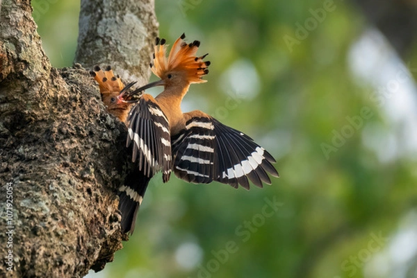 Fototapeta Common hopie bird and chicks feeding in a nest. Hoopoe, hudhud, (sagacious birds in Islam) taken from Lawachora forest, sylhet, Bangladesh. Hudhud has been mentioned twice in the Holy book Quran.