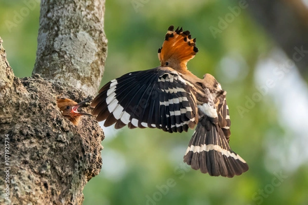 Fototapeta Common hopie bird and chicks feeding in a nest. Hoopoe, hudhud, (sagacious birds in Islam) taken from Lawachora forest, sylhet, Bangladesh. Hudhud has been mentioned twice in the Holy book Quran.