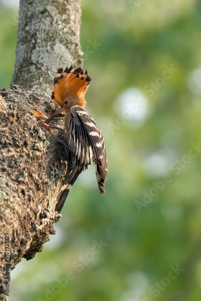 Fototapeta Common hopie bird and chicks feeding in a nest. Hoopoe, hudhud, (sagacious birds in Islam) taken from Lawachora forest, sylhet, Bangladesh. Hudhud has been mentioned twice in the Holy book Quran.