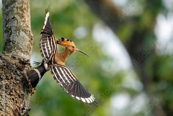 Fototapeta Common hopie bird and chicks feeding in a nest. Hoopoe, hudhud, (sagacious birds in Islam) taken from Lawachora forest, sylhet, Bangladesh. Hudhud has been mentioned twice in the Holy book Quran.