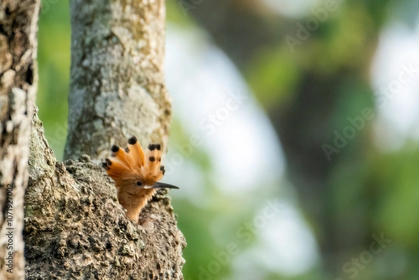 Fototapeta Common hopie bird and chicks feeding in a nest. Hoopoe, hudhud, (sagacious birds in Islam) taken from Lawachora forest, sylhet, Bangladesh. Hudhud has been mentioned twice in the Holy book Quran.