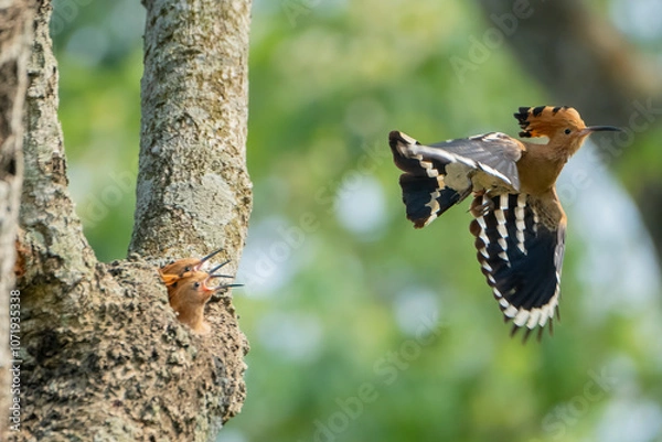 Fototapeta Common hopie bird and chicks feeding in a nest. Hoopoe, hudhud, (sagacious birds in Islam) taken from Lawachora forest, sylhet, Bangladesh. Hudhud has been mentioned twice in the Holy book Quran.