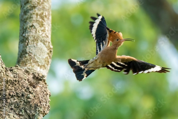 Fototapeta Common hopie bird and chicks feeding in a nest. Hoopoe, hudhud, (sagacious birds in Islam) taken from Lawachora forest, sylhet, Bangladesh. Hudhud has been mentioned twice in the Holy book Quran.