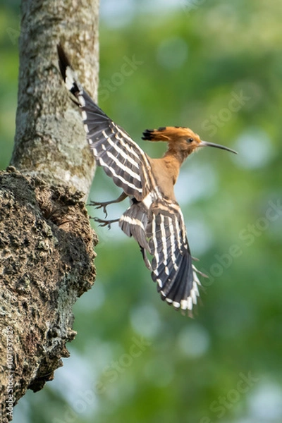 Fototapeta Common hopie bird and chicks feeding in a nest. Hoopoe, hudhud, (sagacious birds in Islam) taken from Lawachora forest, sylhet, Bangladesh. Hudhud has been mentioned twice in the Holy book Quran.
