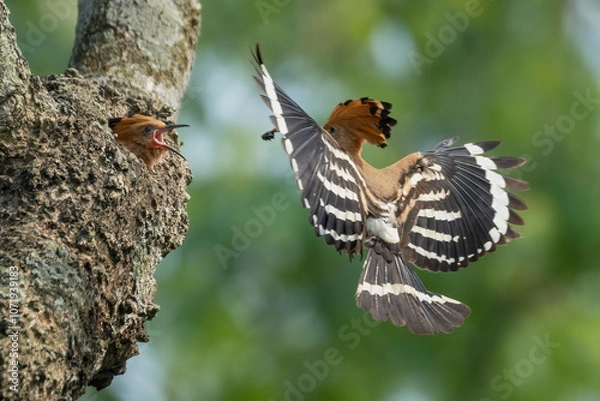 Fototapeta Common hopie bird and chicks feeding in a nest. Hoopoe, hudhud, (sagacious birds in Islam) taken from Lawachora forest, sylhet, Bangladesh. Hudhud has been mentioned twice in the Holy book Quran.