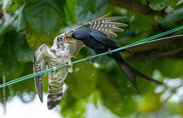 Fototapeta Drongo bird feeds on a cuckoo chicks
