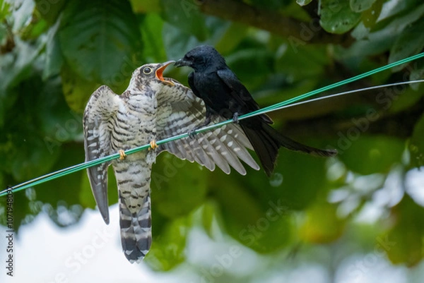 Fototapeta Drongo bird feeds on a cuckoo chicks